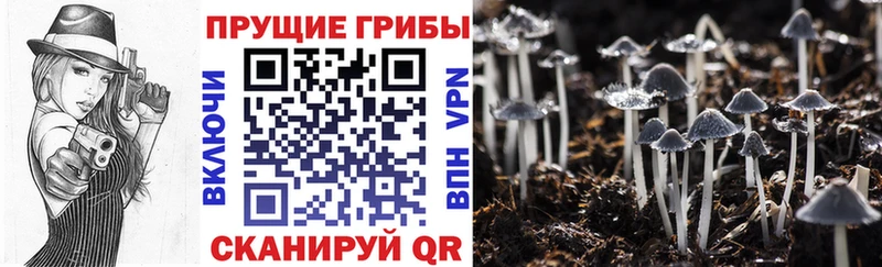 Купить  Бабаево  Псилоцибиновые грибы прущие грибы 